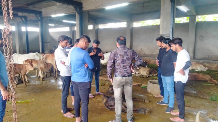 लगी खबर हुआ असर????मेवाड़ नवनिर्माण सेना दौड़ पहुंची सेवा करने गौ माता की