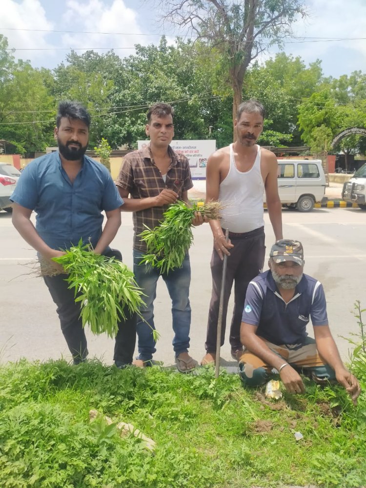 जन्मदिन के उपलक्ष में कपासन में किया पौधारोपण