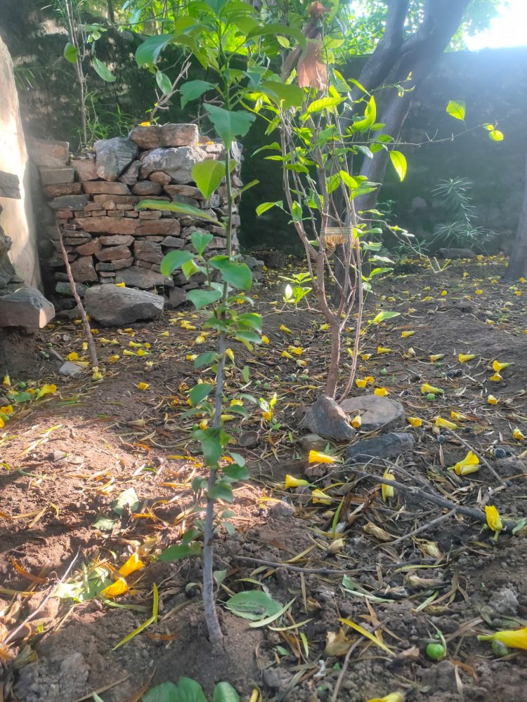 कल्पवृक्ष का जोड़ा लगाया गया