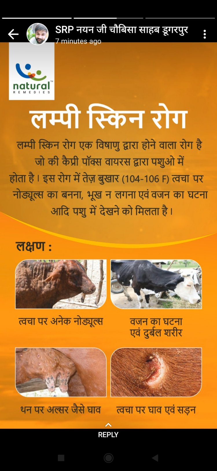 जानें क्या हैं लंपी वायरस के लक्षण और बचाव के तरीके, क्यों इसे कहा जा रहा है लाइलाज बीमारी