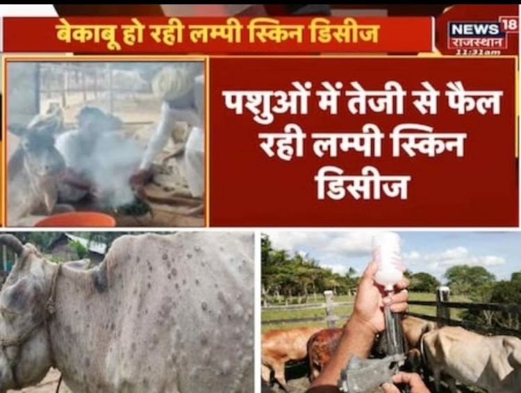 जानें क्या हैं लंपी वायरस के लक्षण और बचाव के तरीके, क्यों इसे कहा जा रहा है लाइलाज बीमारी