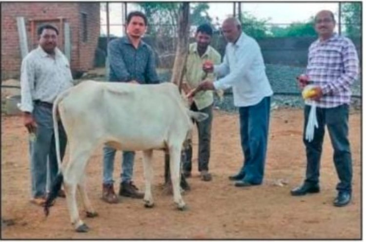 गायों में लपि त्वचा रोग महामारी की रोकथाम हेतु हुआ टीकाकरण