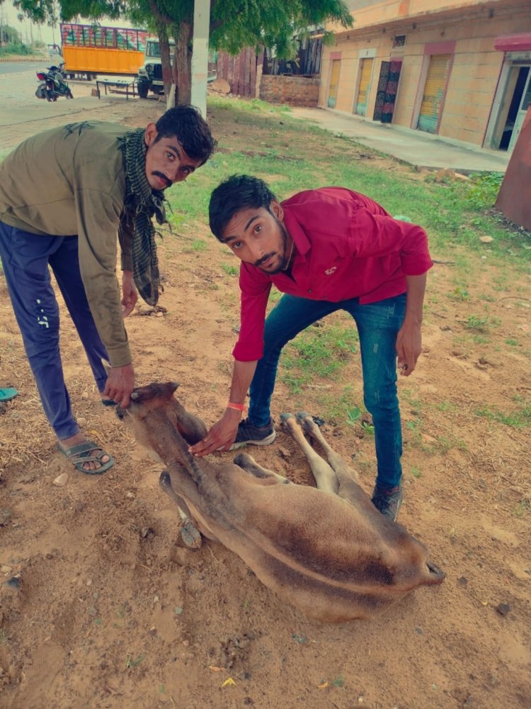 मुंगाना से गौ प्रेमी गौ भक्त श्री सुनिल चौधरी ने की सेवा दी लम्पी महामारी बिमारी का उपचार किया