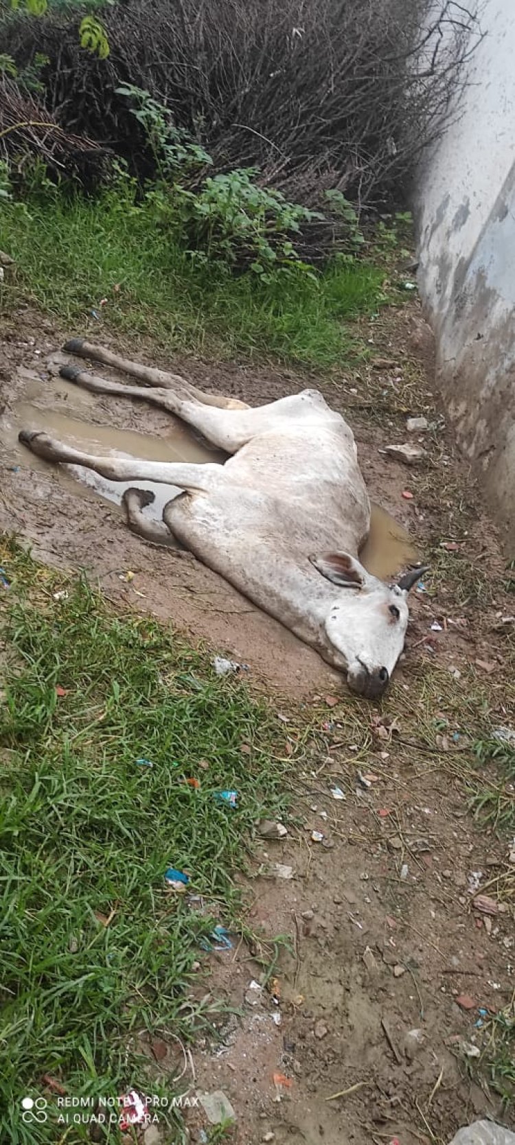 ग्राम बरखेड़ा में लंबी नामक बीमारी से 1 पशु की मौत