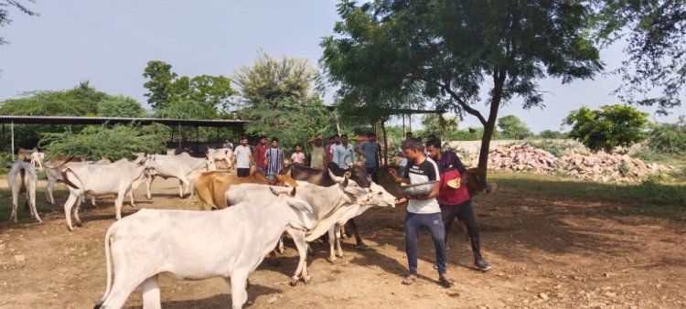 jks युवा मंडल के स्वयंसेवक दिन रात जुटे हुए है। संक्रमित गायों के उपचार के लिए अलग से कोरन्टीन करके  बीमार गायों की सेवा कर रहे