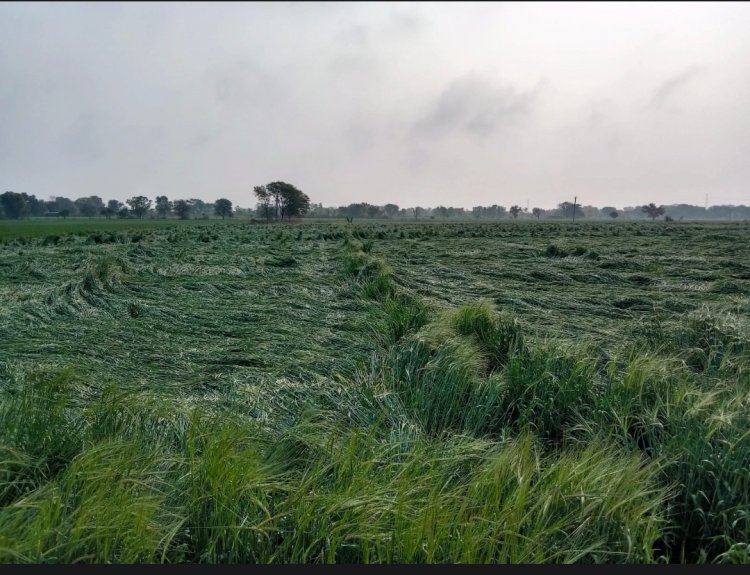 मावठ की बरसात के साथ चली तेज हवाएं : गेंहू की फसल पड़ी आड़ी , सरसों की फसल में 30 % का हुआ नुकसान