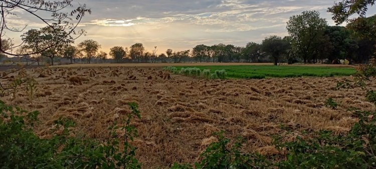 बेमौसम बरसात ने बढ़ाई किसानों की चिंता