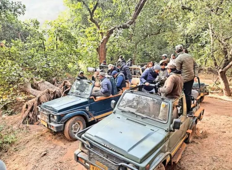 *बाघिन नूर ने किया सांभर का शिकार अपने एरिया में देखकर हुई हमलावर 20 सेकेंड में मार गिराया।*