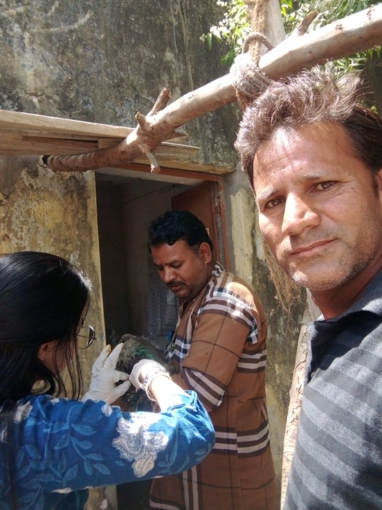 * ओरड़ी गांव में मेघवालों की बस्ती में कुत्तों के हमले से राष्ट्रीय पक्षी मोर घायल।*