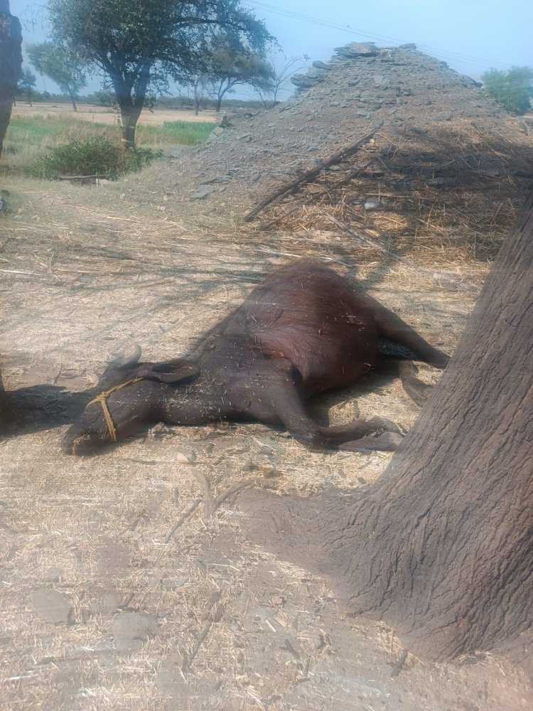 बड़ी सादड़ी, सोमपुर में आकाशीय बिजली गिरने से हुई दो भैंसों की मौत पशु पालक द्वारा उचित मुआवजा की गई मांग