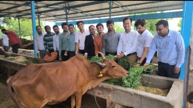लियो क्लब बिजयनगर रॉयल ने गो सेवा कर मनाया सीए डे