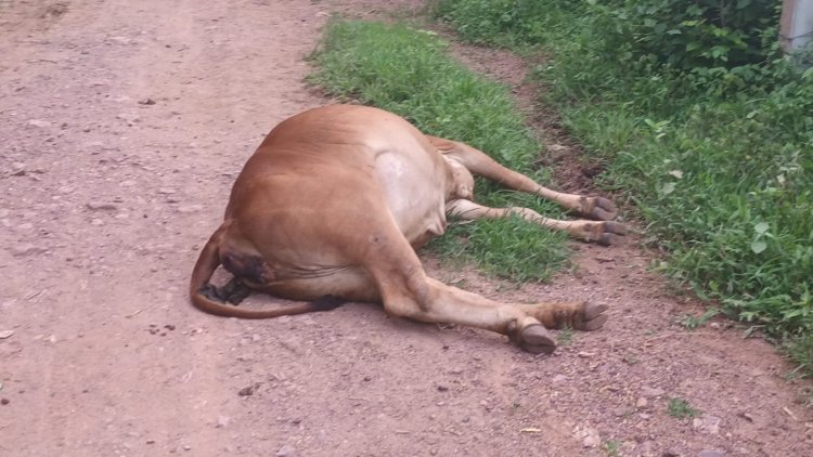 करंट की चपेट में आने से किसान घायल, गाय की मौत