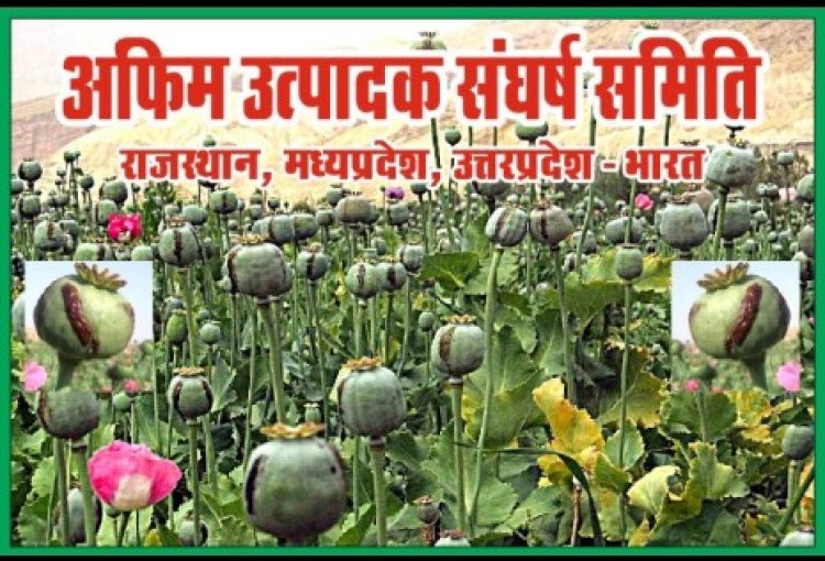 किसानों की पांच सूत्री मांगों को आने वाली नई अफीम नीति में सम्मिलित नहीं किया तो किसान मजबूर होकर उतरेगें सड़कों पर