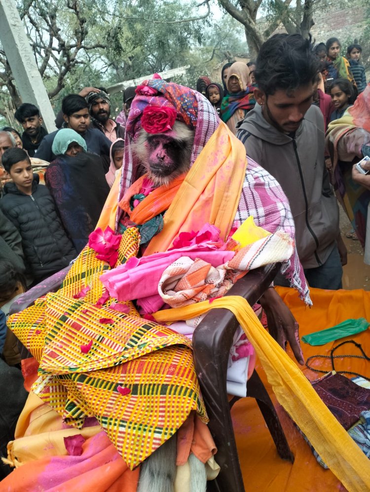 पेड़ से गिरकर वानर (बंदर) की हुई मृत्यु