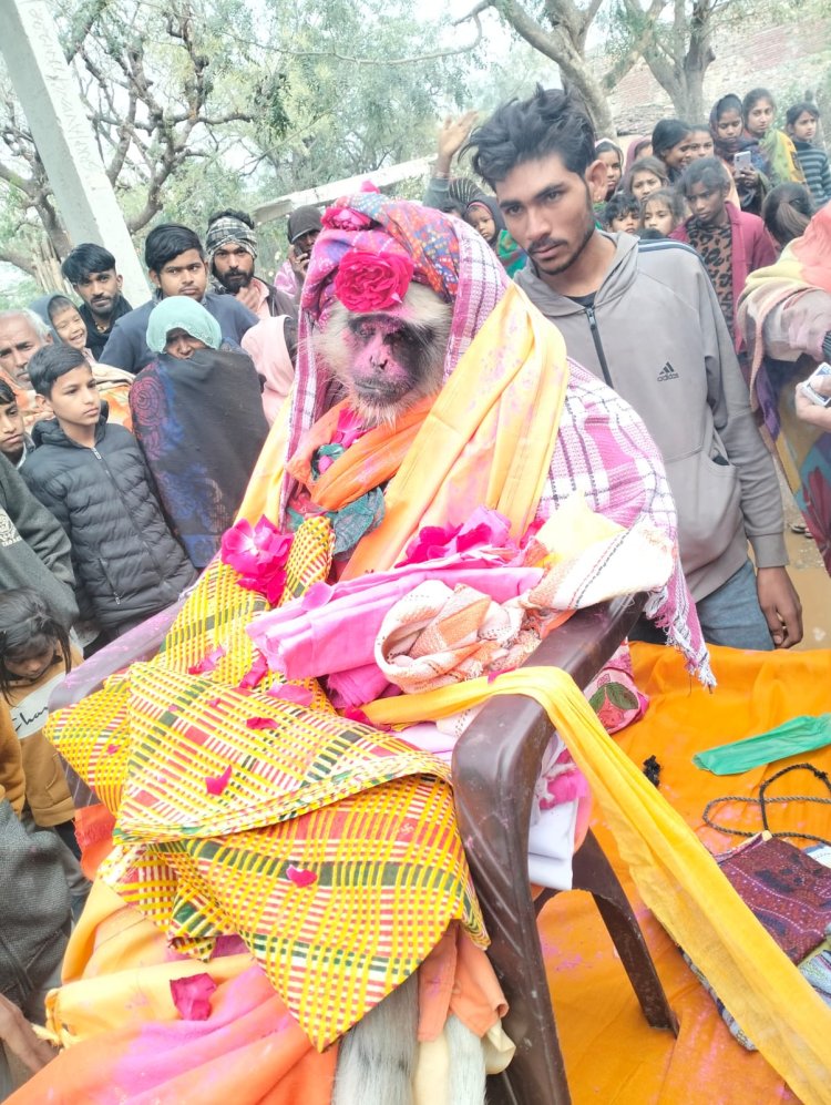 पेड़ से गिरकर वानर (बंदर) की हुई मृत्यु