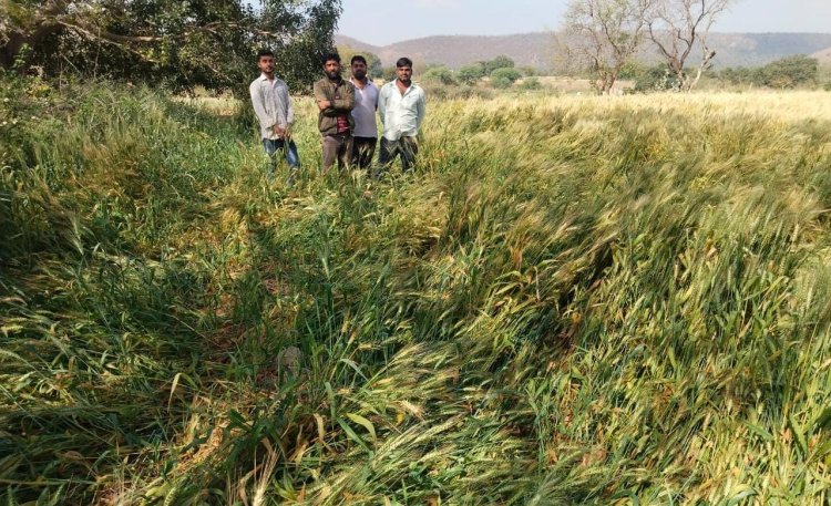 बेमौसम बारिश से खराब हुई फसलों की शीघ्र गिरदावरी करवा किसानों को राहत दिलाने के लिए पूर्व मंत्री एवं विधायक कृपलानी ने लिखा मुख्यमंत्री को पत्र