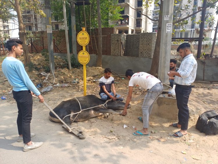 गौ करुणा की निधि गौसेवा ईश्वर प्राप्ति का एक मात्र मार्ग : अग्निवीर गौसेवा प्रमुख पवन तोमर