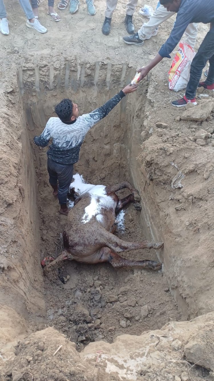 गौ करुणा की निधि गौसेवा ईश्वर प्राप्ति का एक मात्र मार्ग : अग्निवीर गौसेवा प्रमुख पवन तोमर