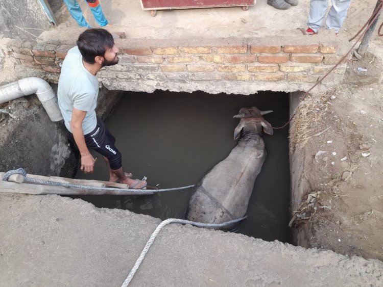 गौ करुणा की निधि गौसेवा ईश्वर प्राप्ति का एक मात्र मार्ग : अग्निवीर गौसेवा प्रमुख पवन तोमर