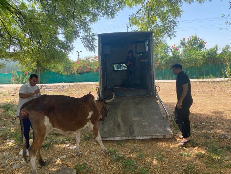 राष्ट्रीय बजरंग दल के बजरगीयो ने करवाया घायल गौमाता का इलाज
