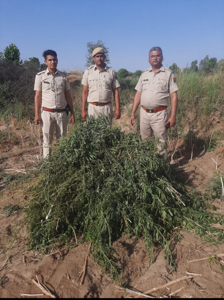 साढ़े 89 किलो गांजे के पौधे जब्त, बाजार कीमत करीब 9 लाख रुपए